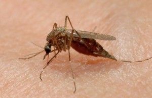 history of malaria