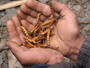 Cordyceps para la disfunción eréctil