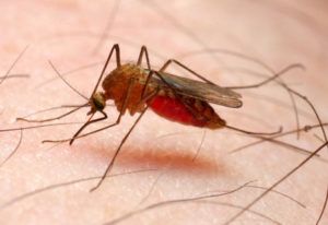 photo of malarial mosquito
