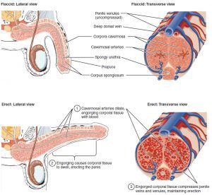 Anatomy of a penis